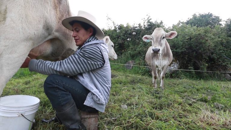 Todo lo que necesitas saber sobre la ganadería en Cajamarca: trámites, requisitos y consejos útiles en Perú
